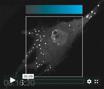 Temporal & Intensity Control of Light Stimulation Video